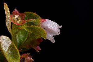 Gaylussacia dumosa.jpg