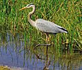 Great Blue Heron Wading 2