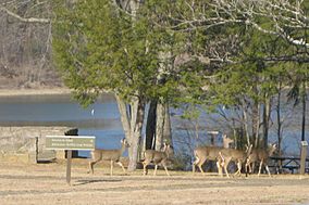 Green River Lake State Park.jpg