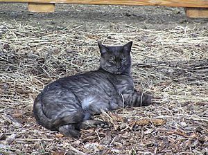 HappyBarnCat