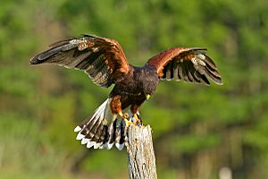 Harris's hawk at a licensed falconry centre