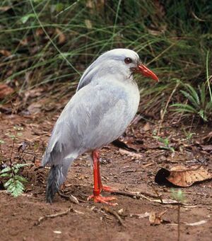 Kagu Rhynchetos jubatus detail