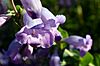 Large-flowered Penstemon (27265265260).jpg