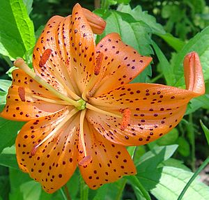 Lilium davidii var. wilmottiae