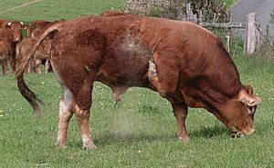 Limousin bull