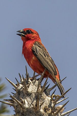 Madagascar fody (Foudia madagascariensis).jpg