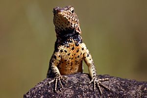 Male Galápagos Santiago lava lizard