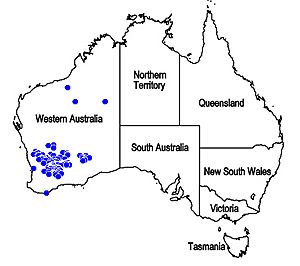 Map.Pityrodia lepidota.jpg