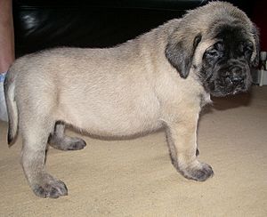 Mastiff pup 4 weeks