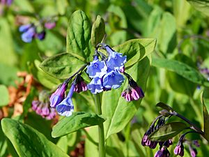 Mertensia virginica.bbg.jpg