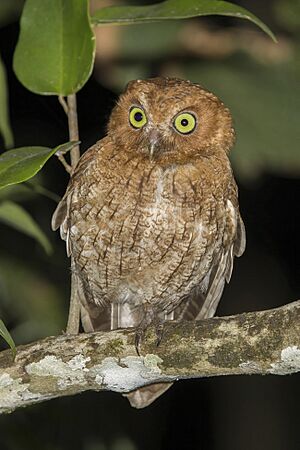 Middle American screech owl (Megascops guatemalae guatemalae) Orange Walk.jpg