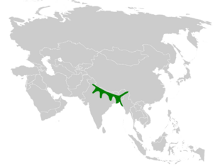 Mirafra assamica distribution map.png