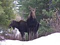 Moose ODFW flickr CC.JPG