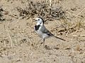 Motacilla alba; Baikonur-town 001