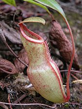 N. benstonei x N. mirabilis2