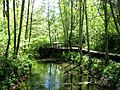 Nature Trail Boardwalk