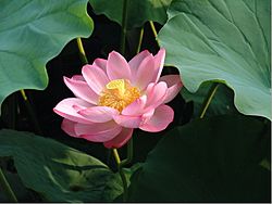 Nelumbo nucifera1.jpg