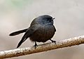 New Zealand fantail (Rhipidura fuliginosa) (39596247290)