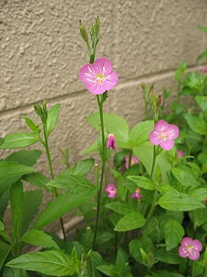 Oenothera rosea1.jpg