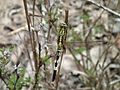 Orthetrum sabina female dorsal view