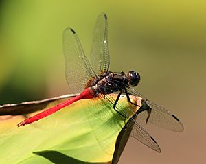 Orthetrum villosovittatum 9268.jpg