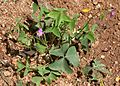 Oxalis dehradunensis (Dun Ambushi) in Hyderabad, AP W IMG 9725