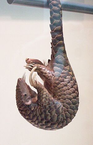 Pangolin's tail