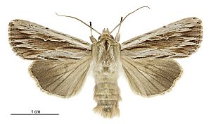 Persectania aversa male.jpg