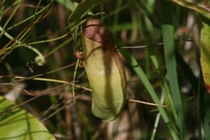 Pitcher-plant-cape-york-australia