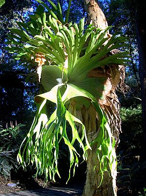 Platycerium superbum Coffs Harbour.jpg