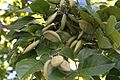 Pongamia Pinnata Seeds