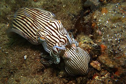 Pyjama squid