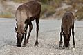 Reindeer licking salt from roadway