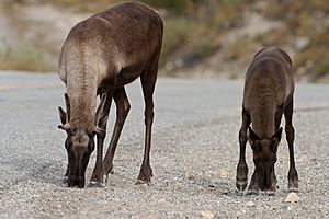 Reindeer licking salt from roadway.jpg