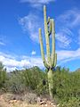 Saguaro1