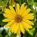 Silphium perfoliatum (Slovenia)