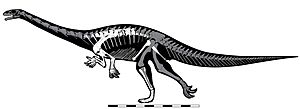 Skeletal reconstruction of Seitaad ruessi