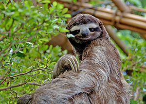 SlothDWA