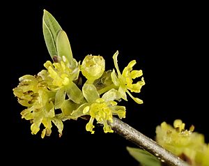 Spicebush 2015-04-10-20.45.53 ZS PMax (17102412856)