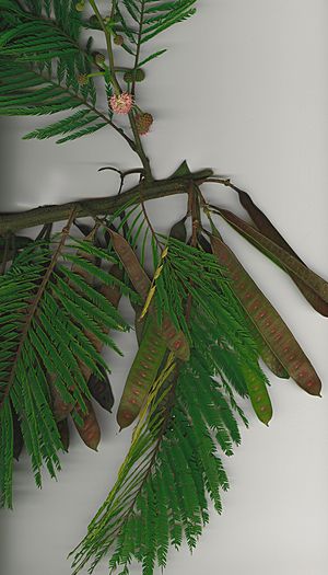 Starr-040925-9002-Leucaena diversifolia-branch-Auwahi-Maui (24716895655).jpg