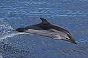 Stenella coeruleoalba Ligurian Sea 02.jpg