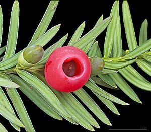 Taxus baccata MHNT