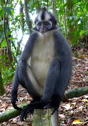 Thomas's langur Presbytis thomasi.jpg