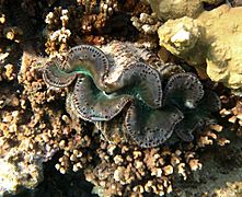 Tridacna maxima à la Réunion