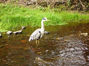 Water of Leith resident - geograph.org.uk - 1302527