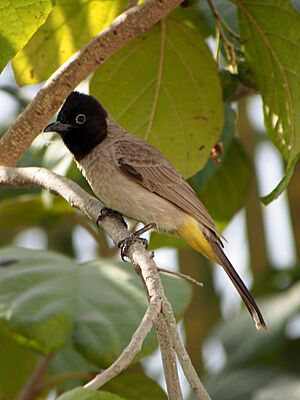 White-spectacled bulbul.jpg