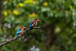 White-throated-Kingfisher