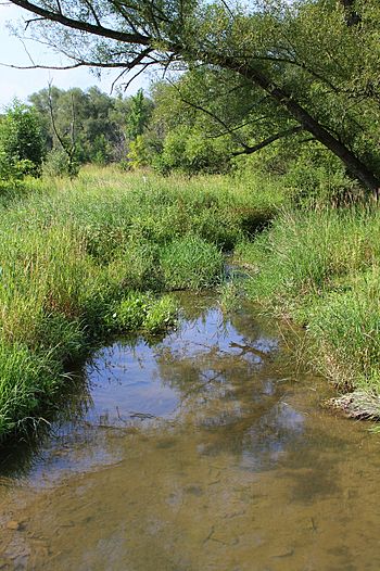 White Hall Creek looking downstream.JPG