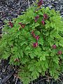 Wild Bleeding Hearts