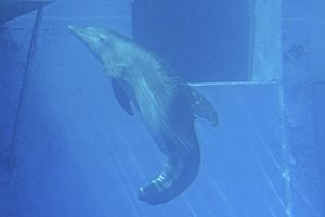 Winter tailless bottlenose dolphin